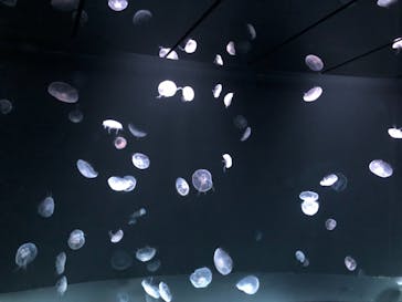 サンシャイン水族館に投稿された画像（2021/4/11）