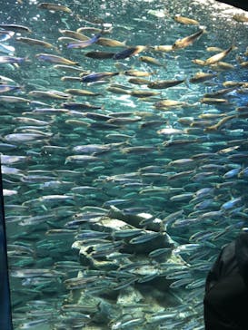 サンシャイン水族館に投稿された画像（2021/4/11）