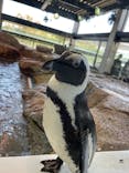 京都水族館に投稿された画像（2021/4/11）