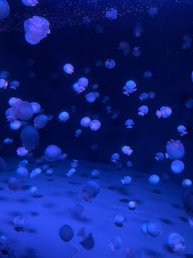 京都水族館に投稿された画像（2021/4/11）