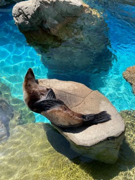京都水族館に投稿された画像（2021/4/11）