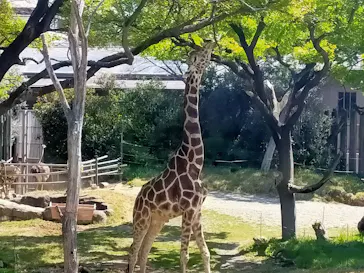 天王寺動物園に投稿された画像（2021/4/11）