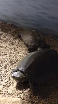 天王寺動物園に投稿された画像（2021/4/11）