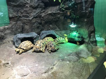 サンシャイン水族館に投稿された画像（2021/4/11）