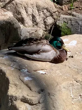 天王寺動物園に投稿された画像（2021/4/11）