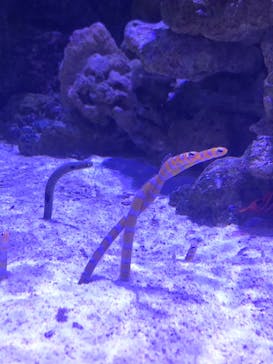 マクセル アクアパーク品川に投稿された画像（2021/4/11）