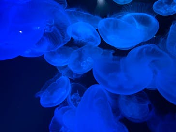 九十九島水族館海きららに投稿された画像（2021/4/11）