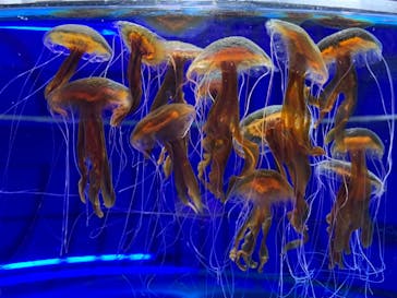 九十九島水族館海きららに投稿された画像（2021/4/11）