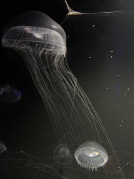 九十九島水族館海きららに投稿された画像（2021/4/11）