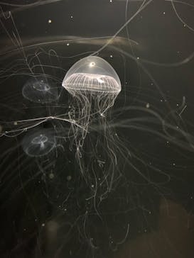 九十九島水族館海きららに投稿された画像（2021/4/11）