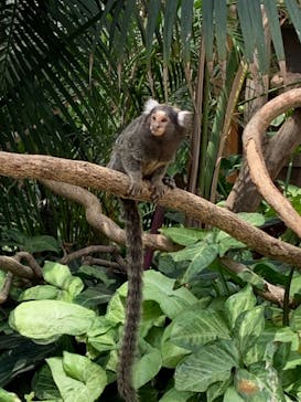 神戸どうぶつ王国に投稿された画像（2021/4/11）