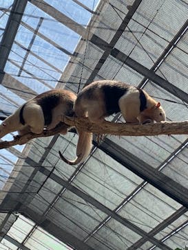 神戸どうぶつ王国に投稿された画像（2021/4/11）