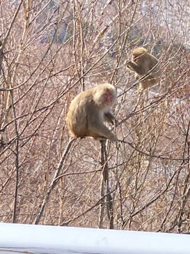 志賀高原マウンテンリゾートに投稿された画像（2021/4/11）