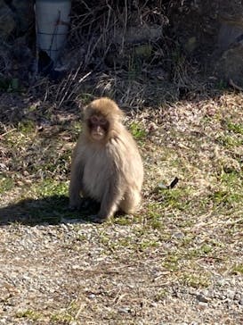志賀高原マウンテンリゾートに投稿された画像（2021/4/11）