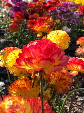 よみうりランド HANA･BIYORIに投稿された画像（2021/4/11）