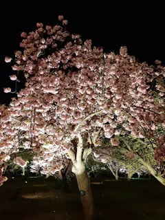 Naked Flowers 21 ー桜ー 世界遺産 二条城 口コミ一覧 アソビュー