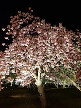 二条城×ネイキッド 二条城夏まつり2021に投稿された画像（2021/4/11）