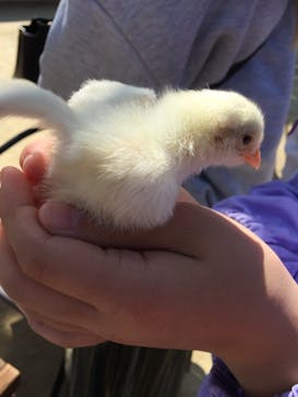 しろとり動物園に投稿された画像（2021/4/11）