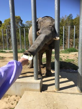 しろとり動物園に投稿された画像（2021/4/11）