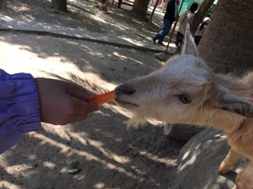 しろとり動物園に投稿された画像（2021/4/11）