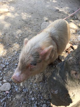 しろとり動物園に投稿された画像（2021/4/11）