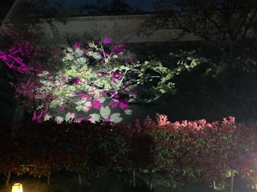 姫路城（イベント）に投稿された画像（2021/4/11）