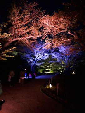 姫路城（イベント）に投稿された画像（2021/4/11）