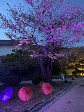 姫路城（イベント）に投稿された画像（2021/4/11）