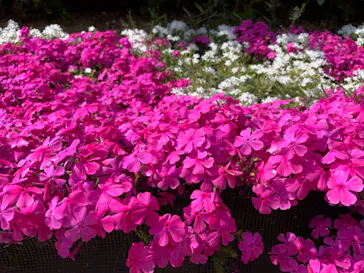 天王寺動物園に投稿された画像（2021/4/11）