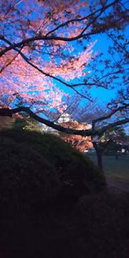 姫路城（イベント）に投稿された画像（2021/4/11）