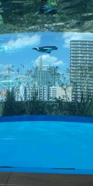 サンシャイン水族館に投稿された画像（2021/4/11）