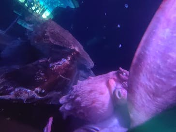 サンシャイン水族館に投稿された画像（2021/4/11）