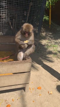 しろとり動物園に投稿された画像（2021/4/11）