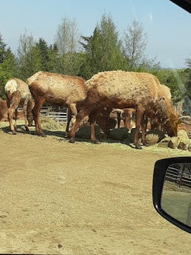群馬サファリパークに投稿された画像（2021/4/11）