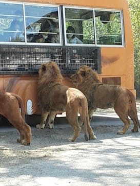 群馬サファリパークに投稿された画像（2021/4/11）