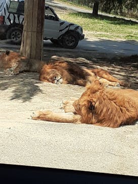 群馬サファリパークに投稿された画像（2021/4/11）