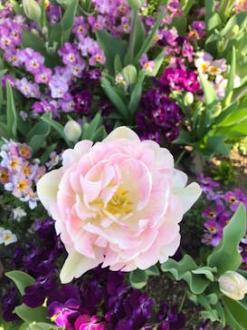 とっとり花回廊に投稿された画像（2021/4/11）