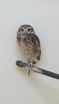 サンシャイン水族館に投稿された画像（2021/4/11）