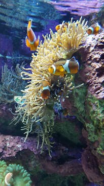 サンシャイン水族館に投稿された画像（2021/4/11）