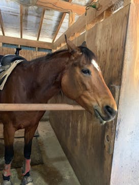 マリンズステーブルに投稿された画像（2021/4/11）