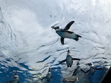 サンシャイン水族館に投稿された画像（2021/4/11）
