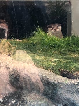 サンシャイン水族館に投稿された画像（2021/4/11）