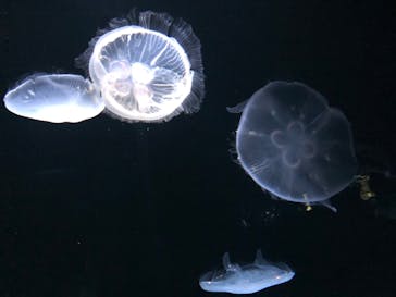 サンシャイン水族館に投稿された画像（2021/4/11）