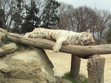 群馬サファリパークに投稿された画像（2021/4/11）