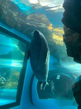 しながわ水族館に投稿された画像（2021/4/11）