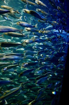 サンシャイン水族館に投稿された画像（2021/4/12）