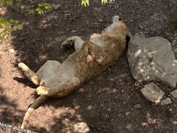 群馬サファリパークに投稿された画像（2021/4/12）