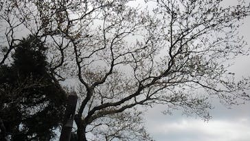 びわ湖バレイに投稿された画像（2021/4/12）