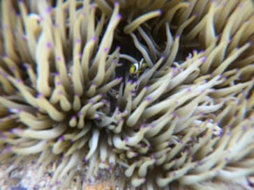 武藤潜水に投稿された画像（2021/4/12）