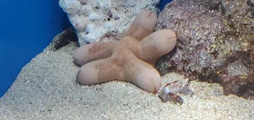 サンシャイン水族館に投稿された画像（2021/4/12）